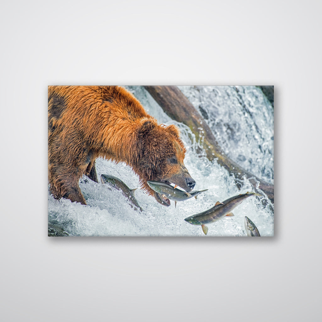 Bear Feeding - Print