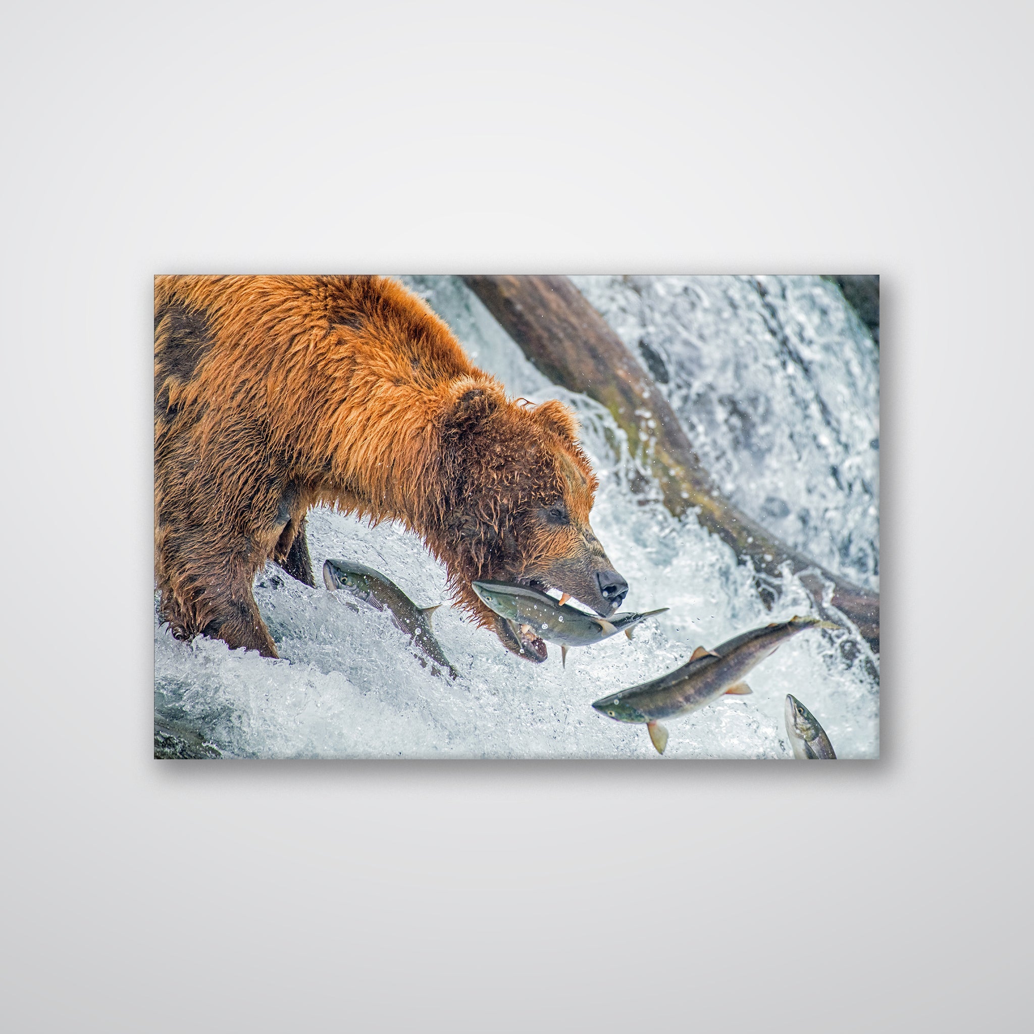 Bear Feeding - Print