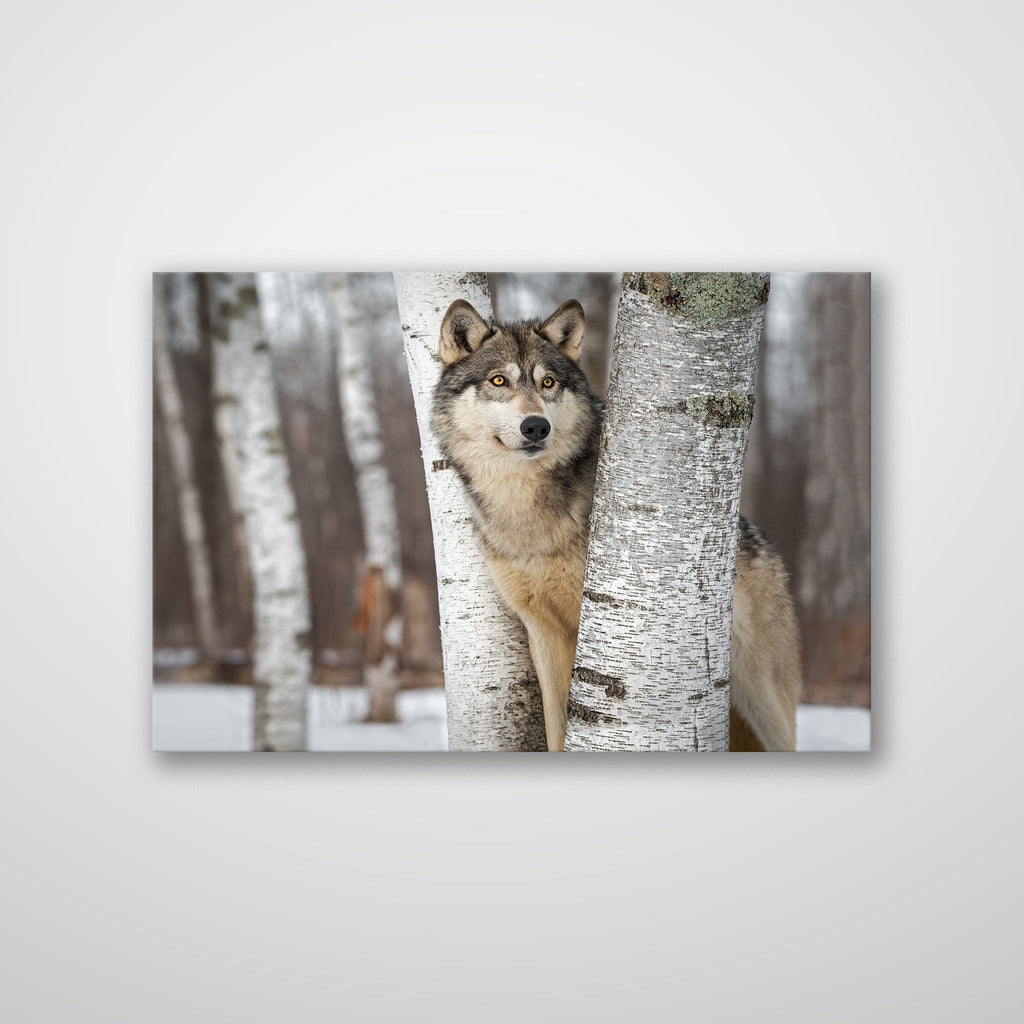 Grey Wolf - Print