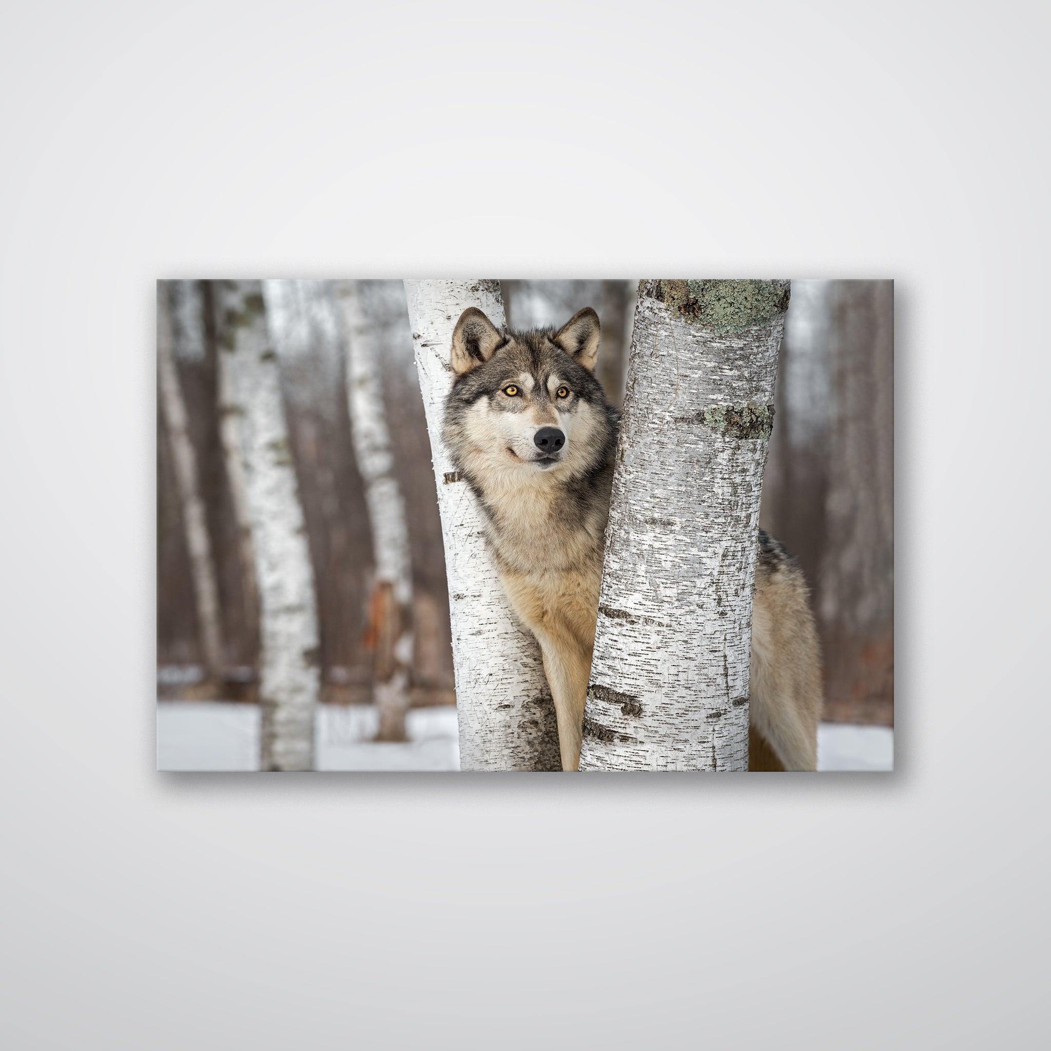 Grey Wolf - Print