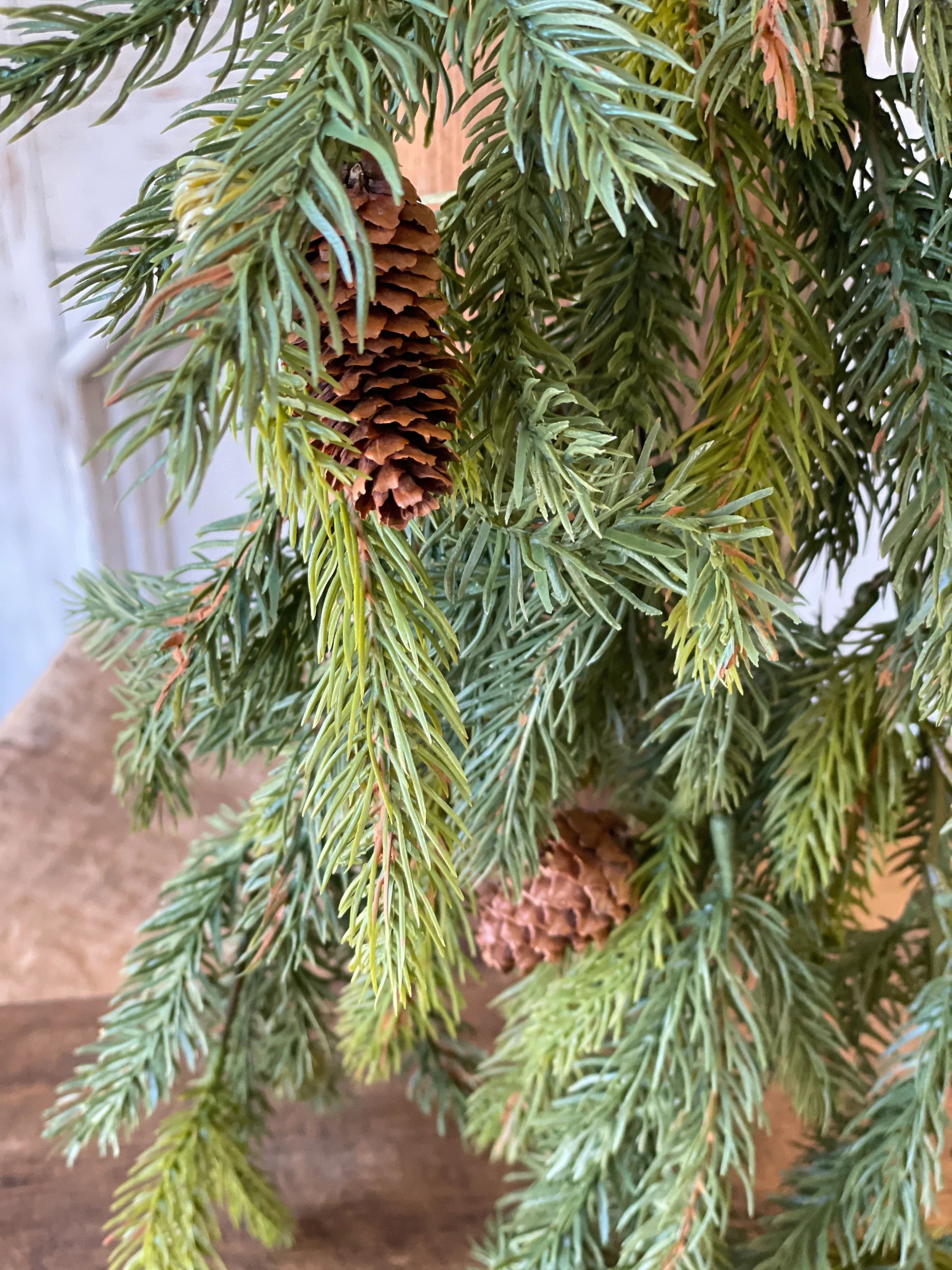 Hanging White Spruce