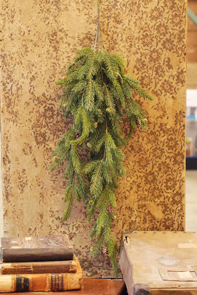 Hanging White Spruce
