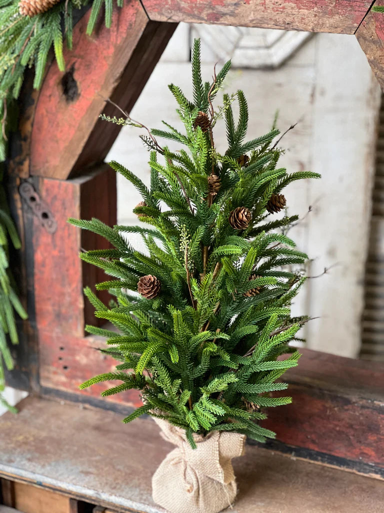 Pencil Pine Tree