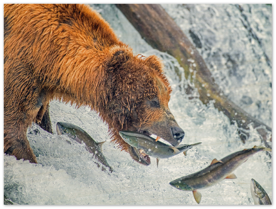 Bear Feeding - Print