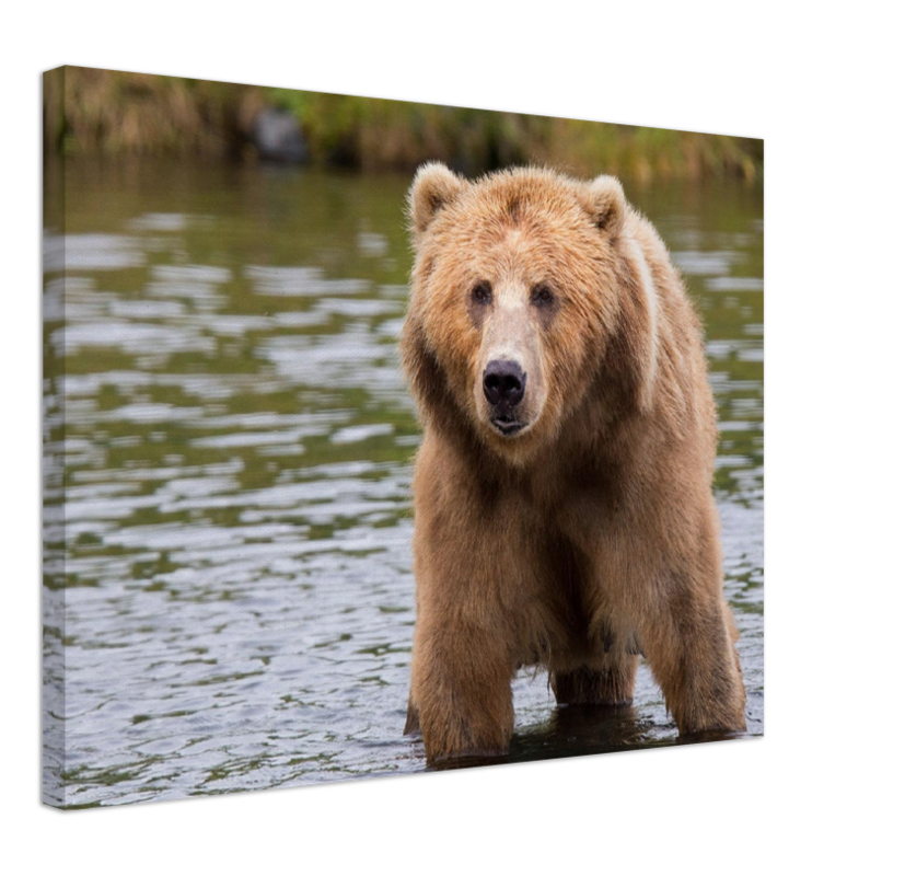 Bear in the Lake - Print