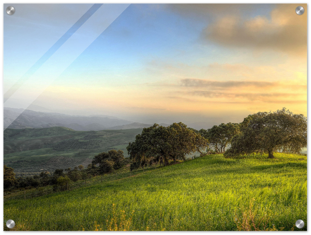 Hillside Trees - Print