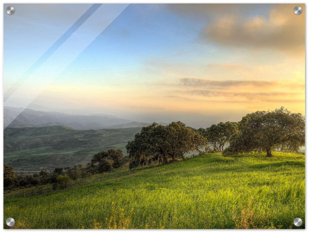 Hillside Trees - Print