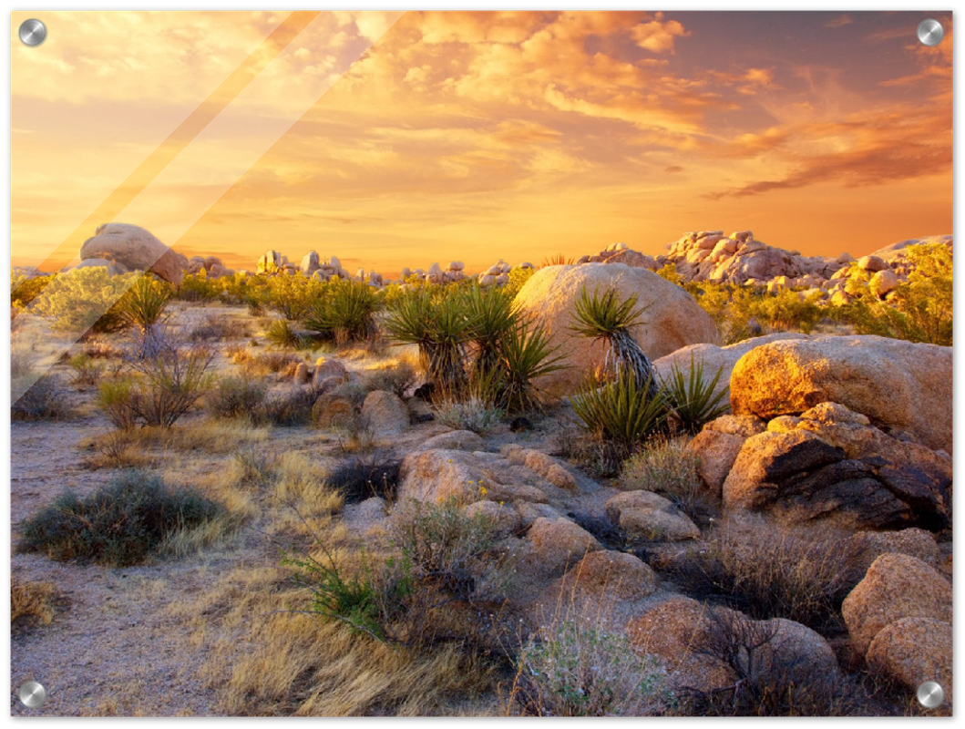Joshua Tree Sunset - Print