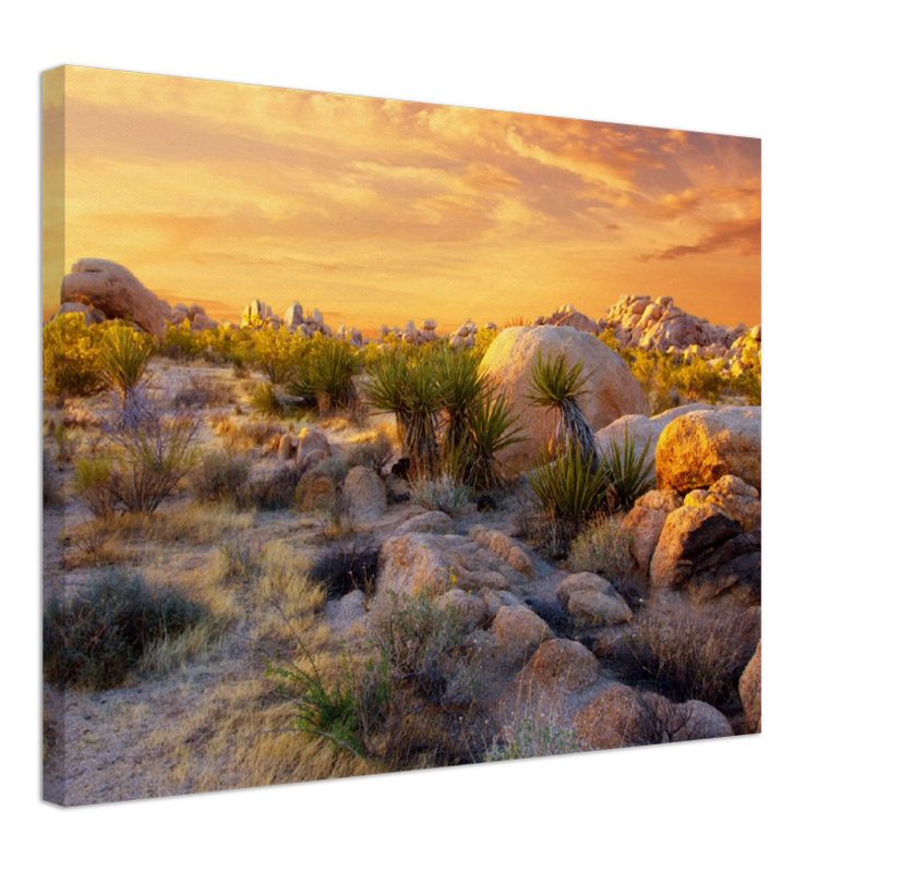 Joshua Tree Sunset - Print