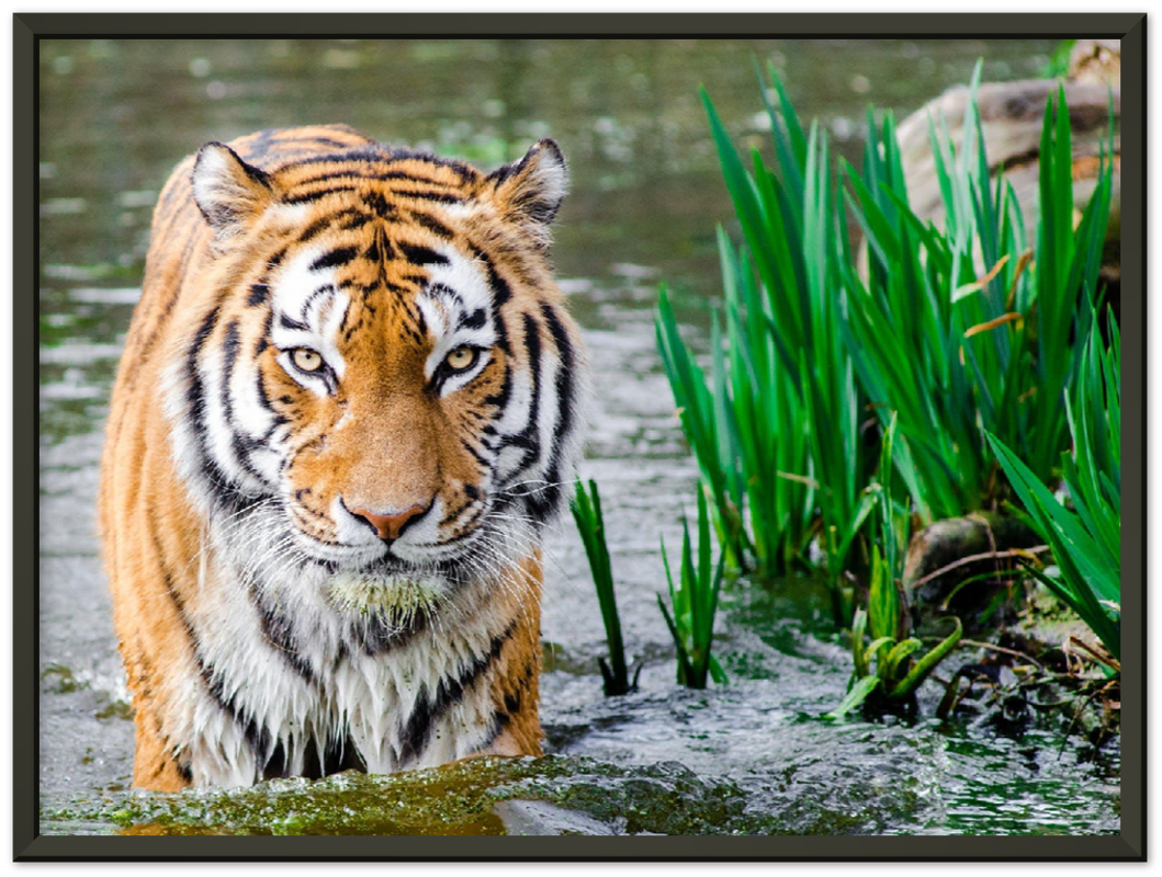 Jungle Tiger - Print