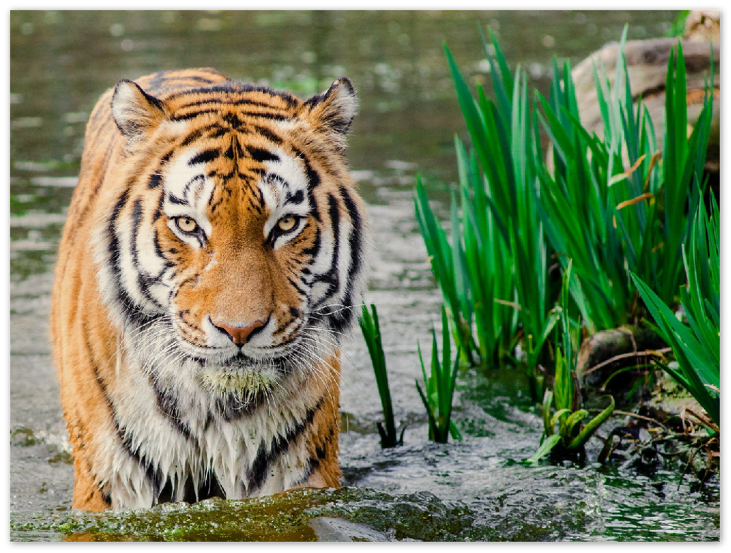 Jungle Tiger - Print