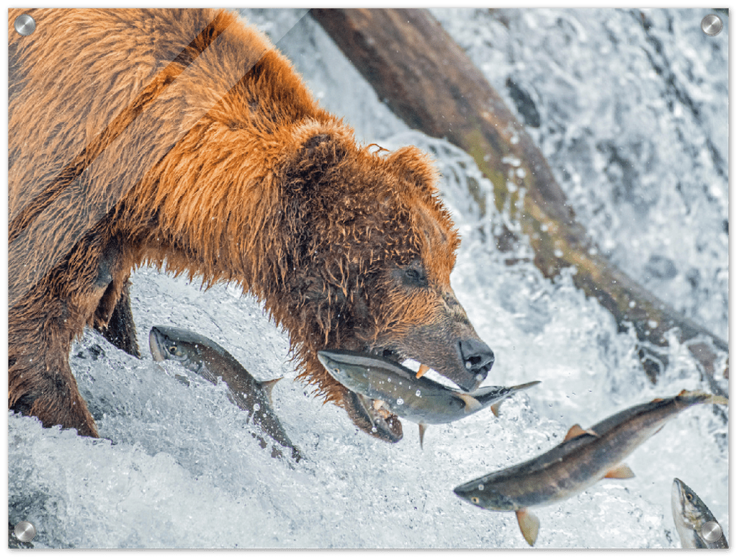 Bear Feeding - Print