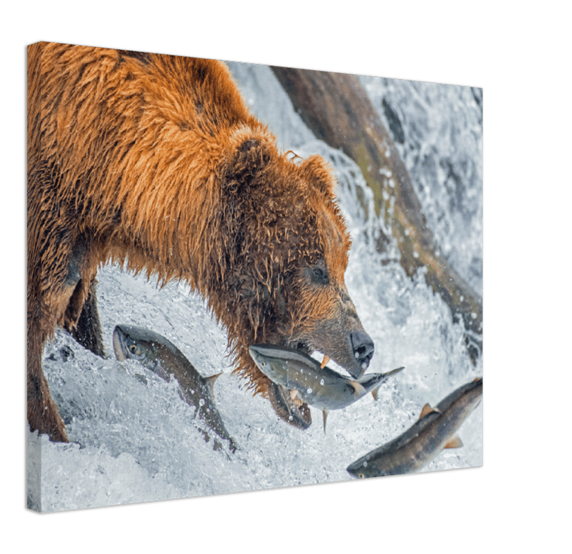 Bear Feeding - Print