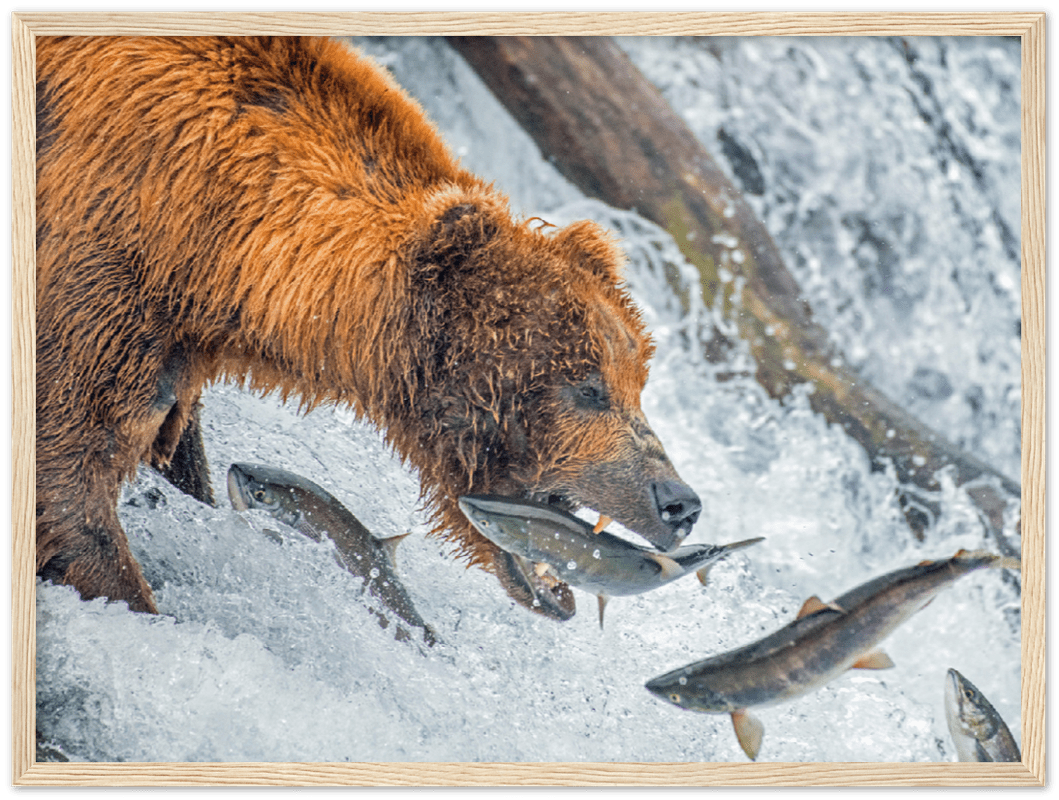 Bear Feeding - Print