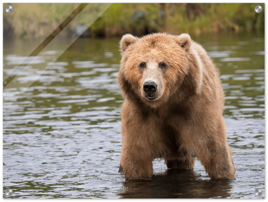 Bear in the Lake - Print