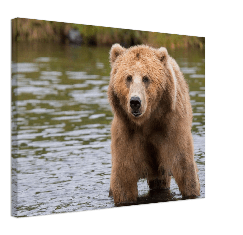 Bear in the Lake - Print