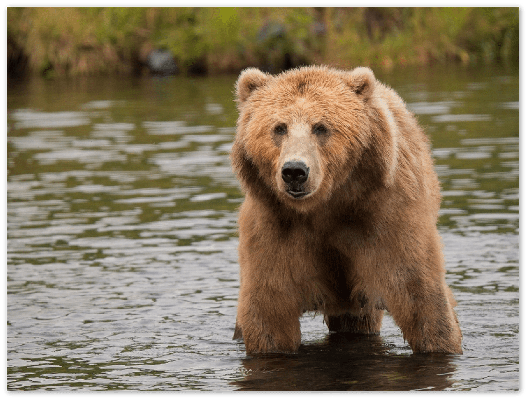 Bear in the Lake - Print