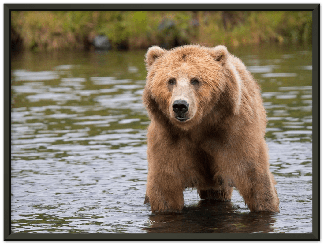 Bear in the Lake - Print