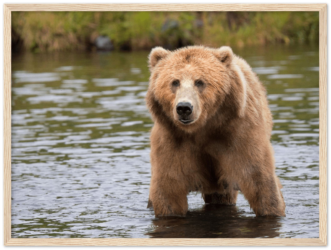Bear in the Lake - Print