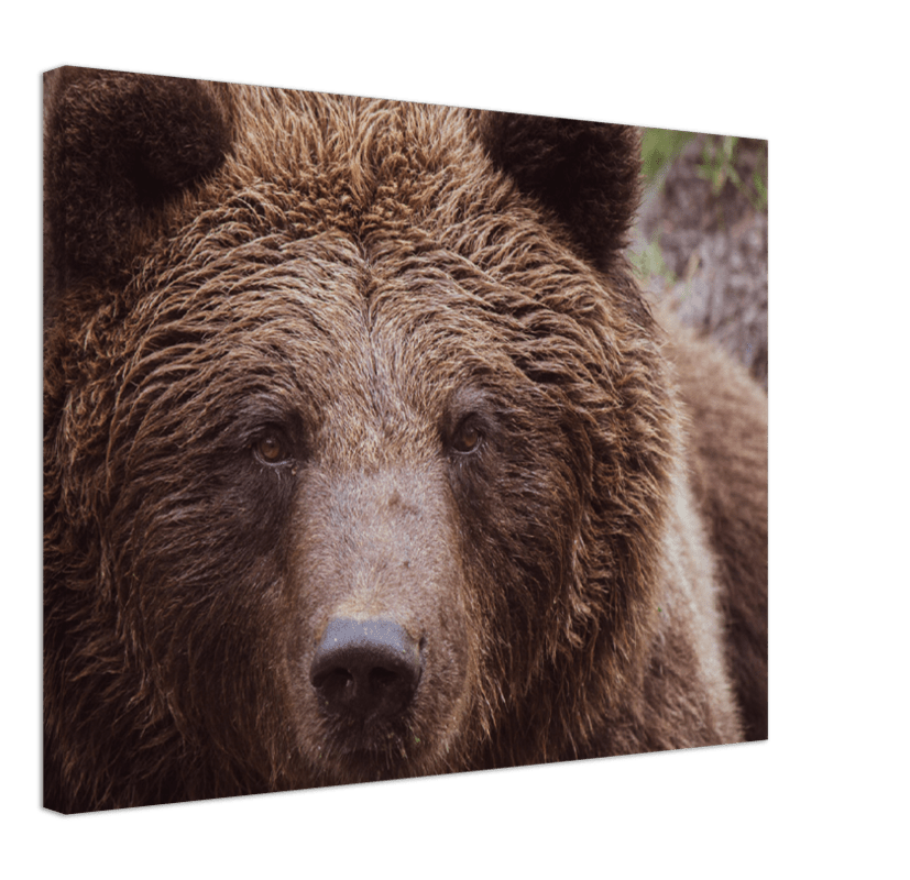 Brown Bear - Print