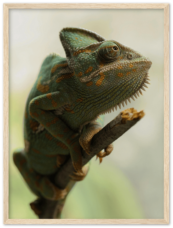 Climbing Chameleon - Print