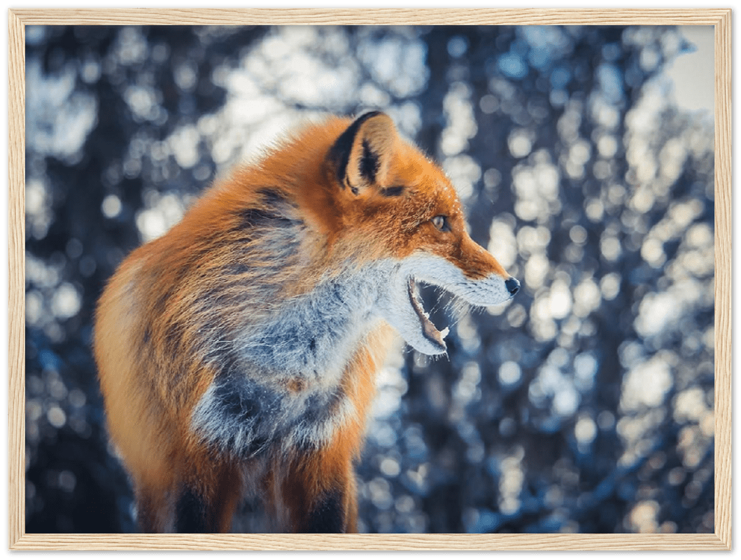 Curious Fox - Print