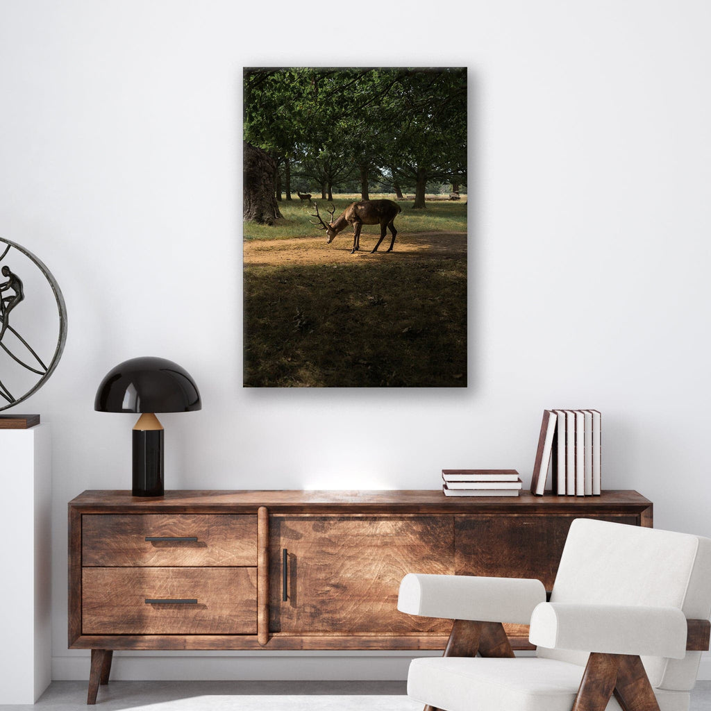 Deer in Sunlight - Print