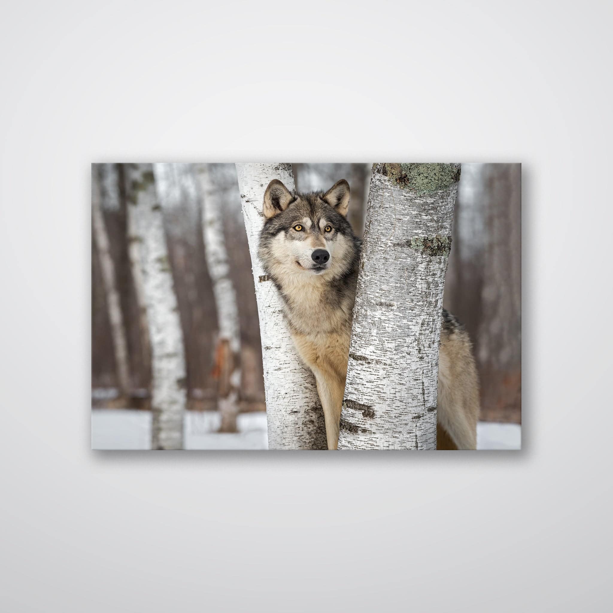 Grey Wolf - Print