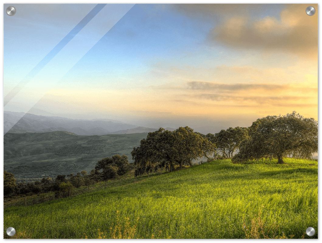 Hillside Trees - Print