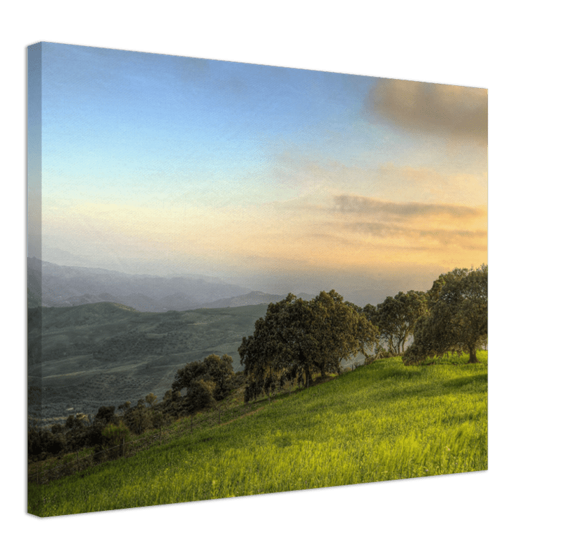 Hillside Trees - Print