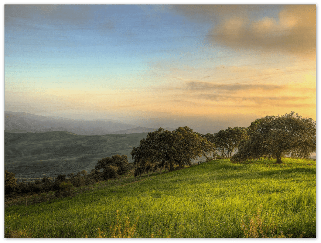 Hillside Trees - Print