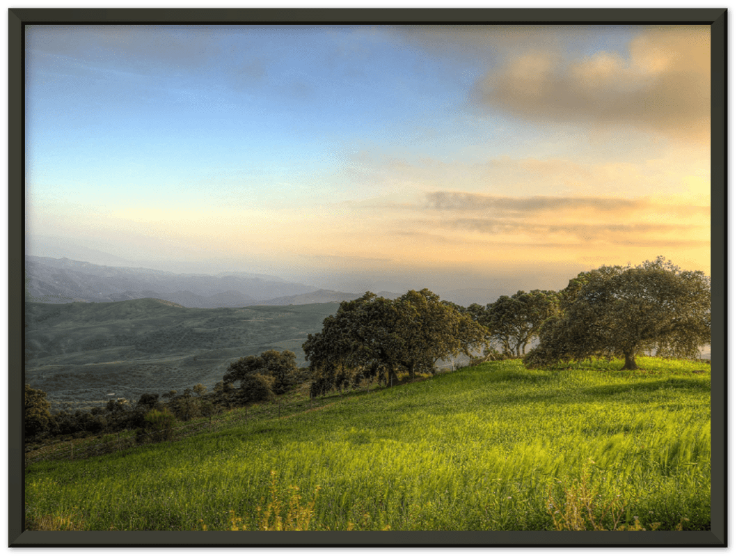 Hillside Trees - Print