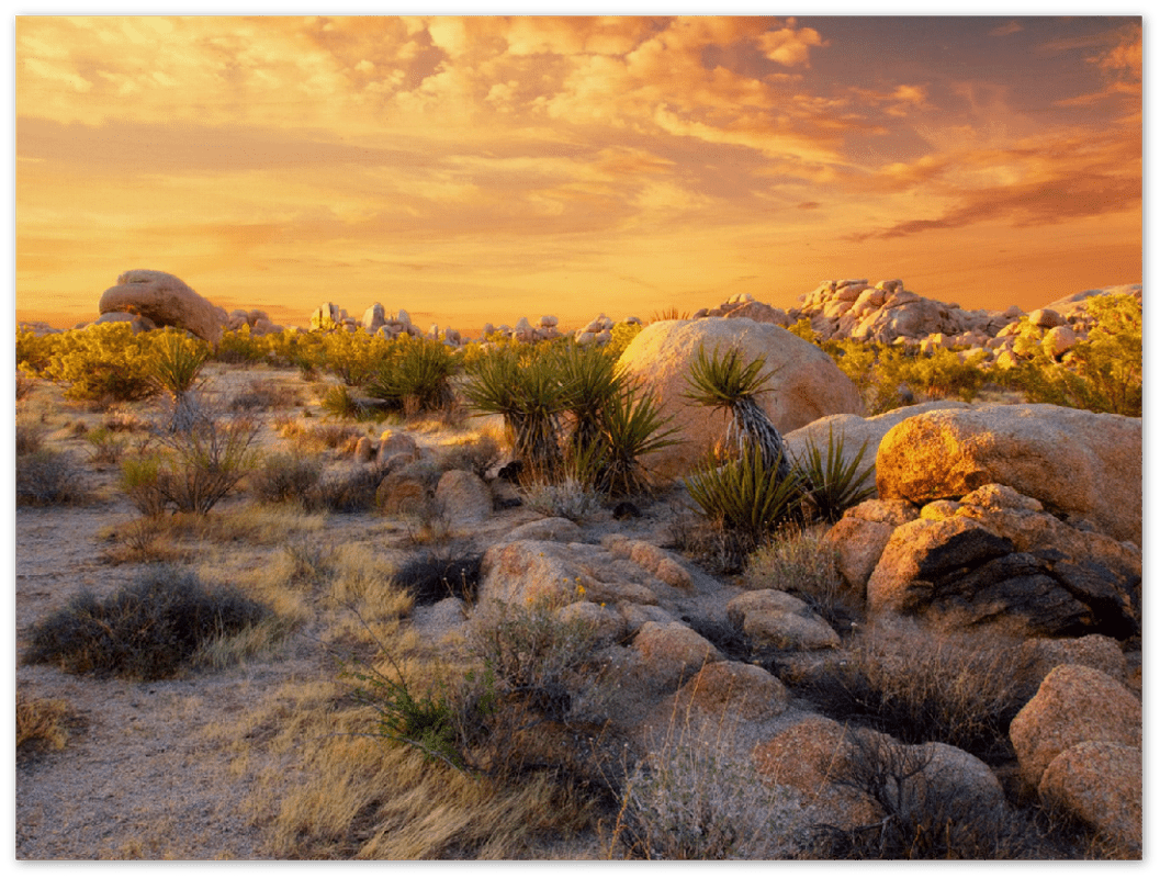 Joshua Tree Sunset - Print
