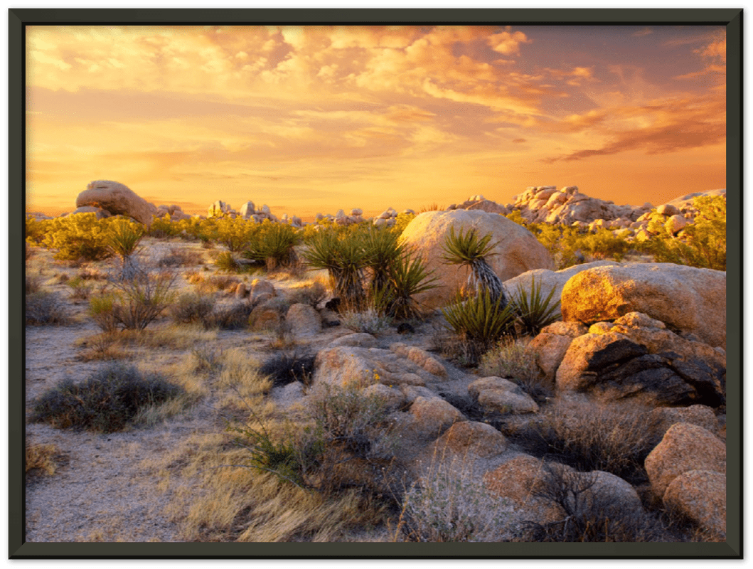 Joshua Tree Sunset - Print