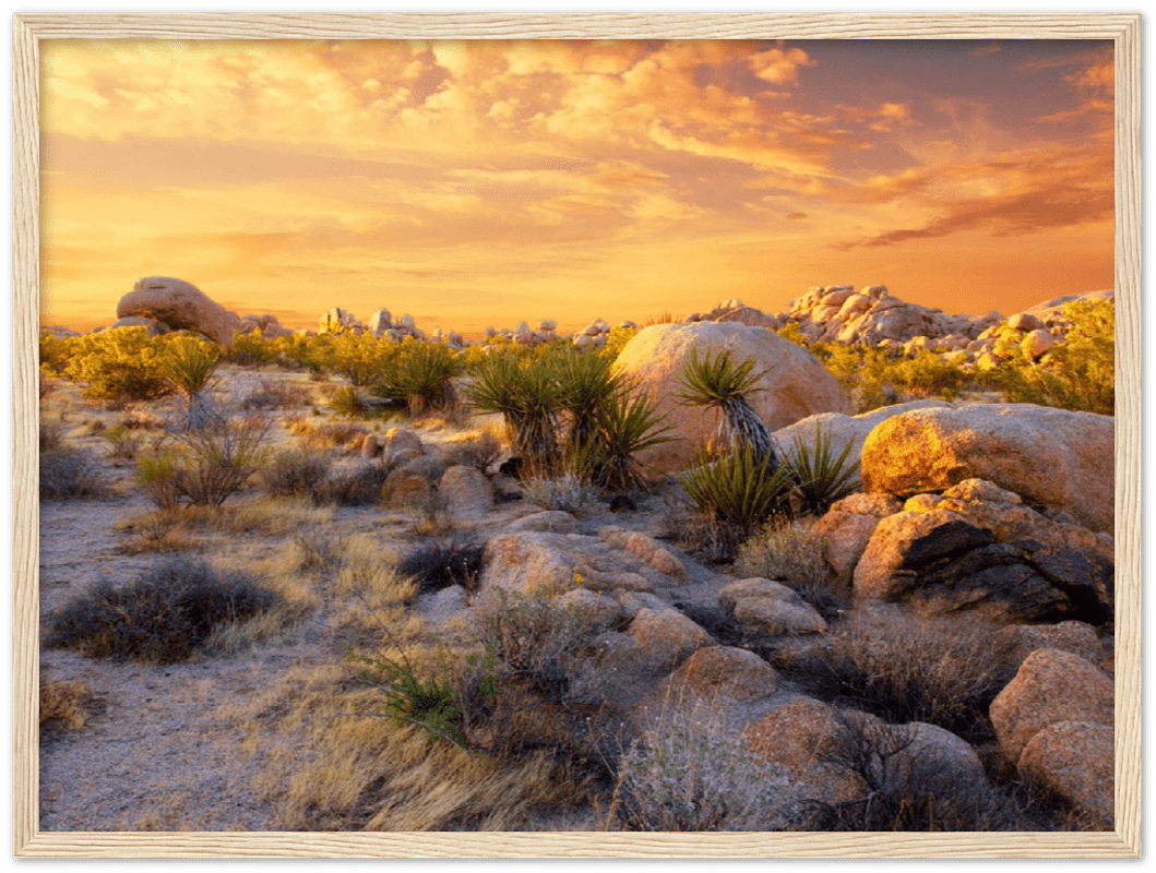 Joshua Tree Sunset - Print