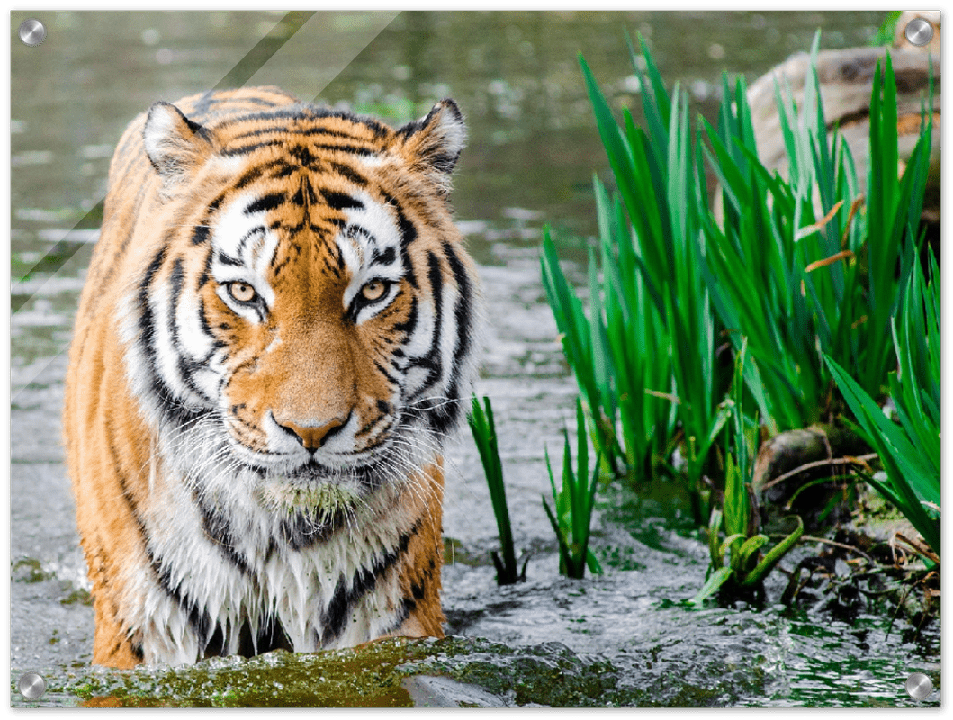 Jungle Tiger - Print