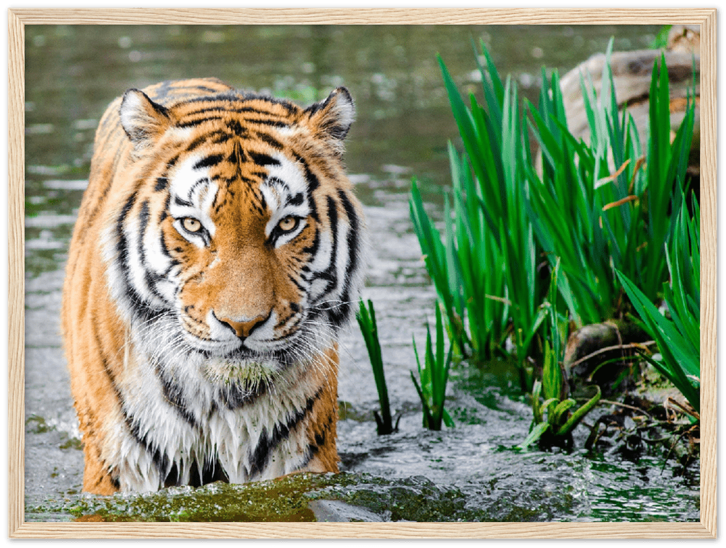 Jungle Tiger - Print