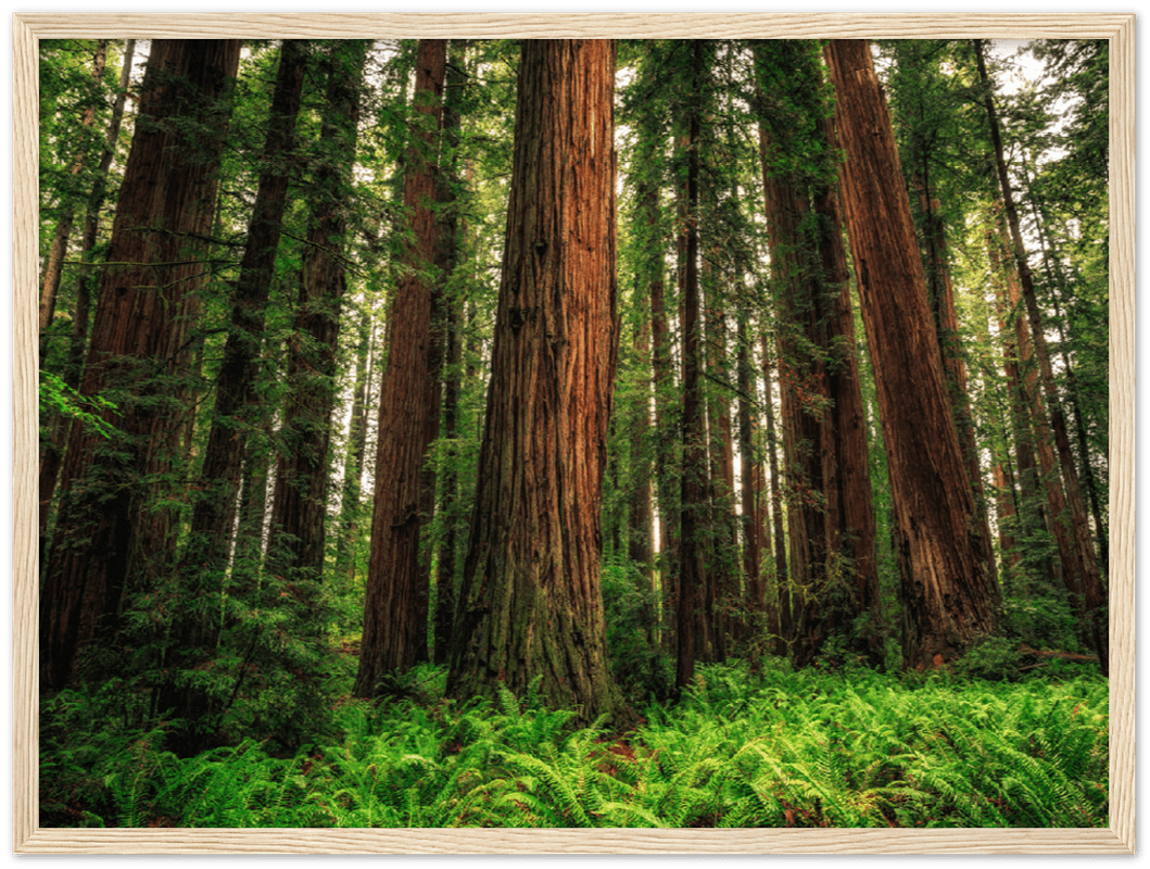 Redwood Ferns - Print
