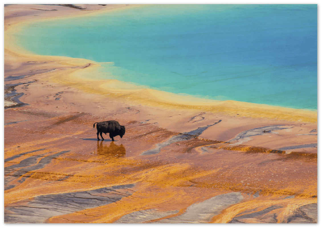 Yellowstone Prismatic Spring - Print
