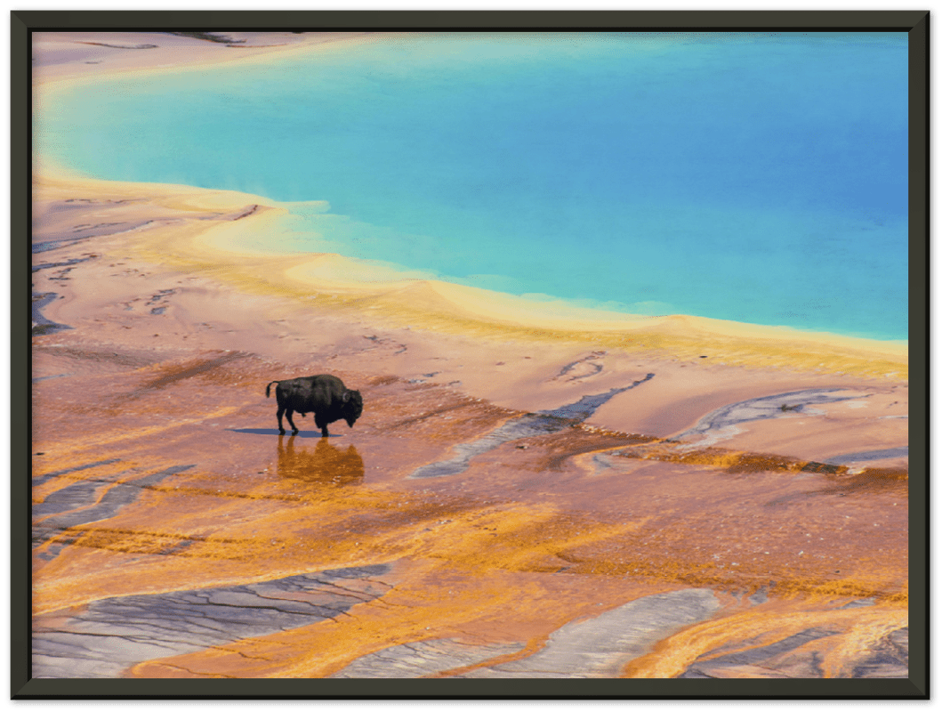 Yellowstone Prismatic Spring - Print
