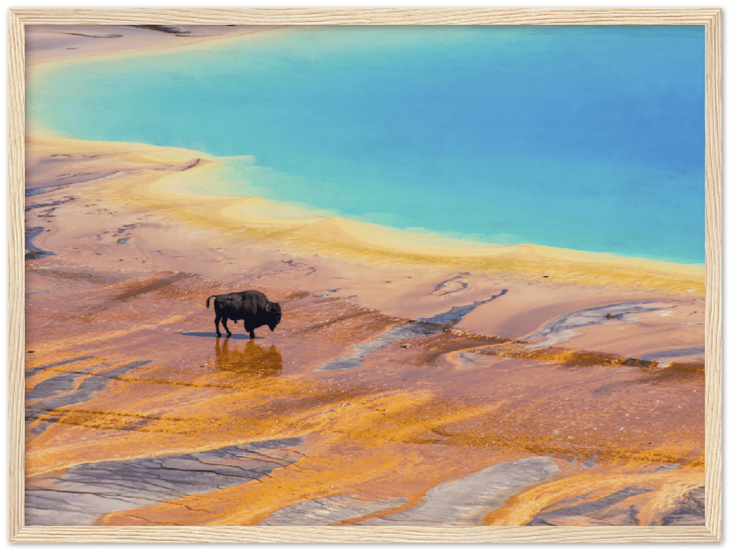 Yellowstone Prismatic Spring - Print