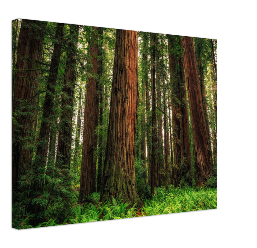 Redwood Ferns - Print