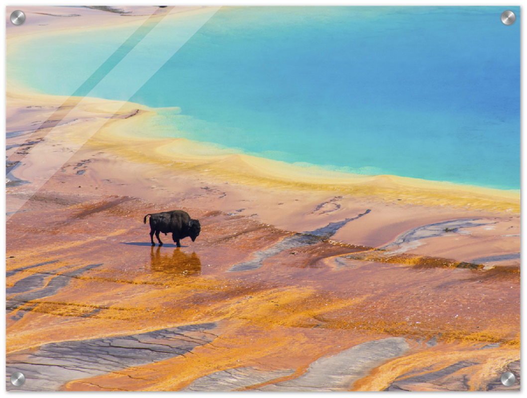 Yellowstone Prismatic Spring - Print